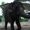 Kingdom of Thailand/Королевство Таиланд